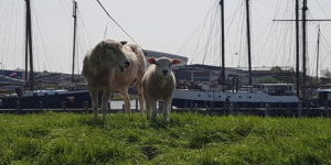 Rad & Schiff Reise IJsselmeer-Törn