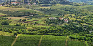 Rundreise Weinregion Istrien